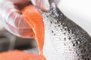 Senate Committee on the right track with seafood labelling 